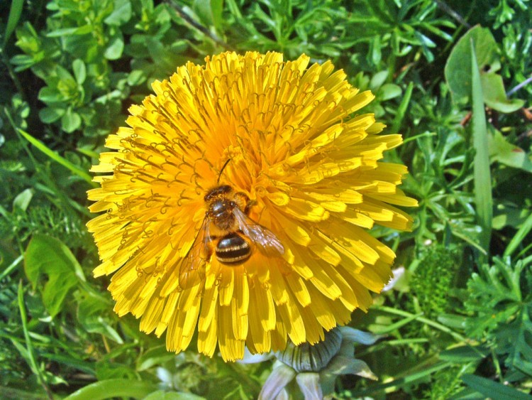 Wallpapers Nature Flowers A la recherche du pollen...