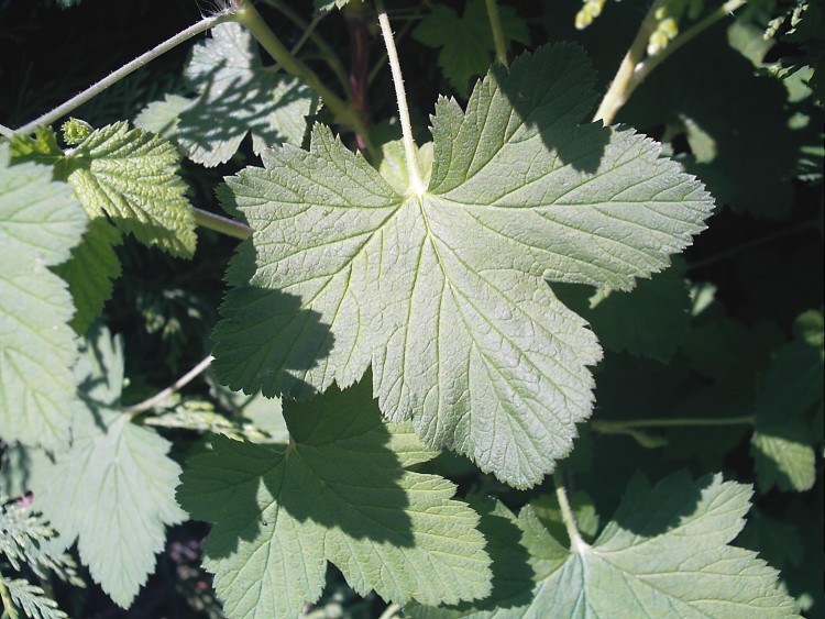 Fonds d'cran Nature Feuilles - Feuillages Esperance