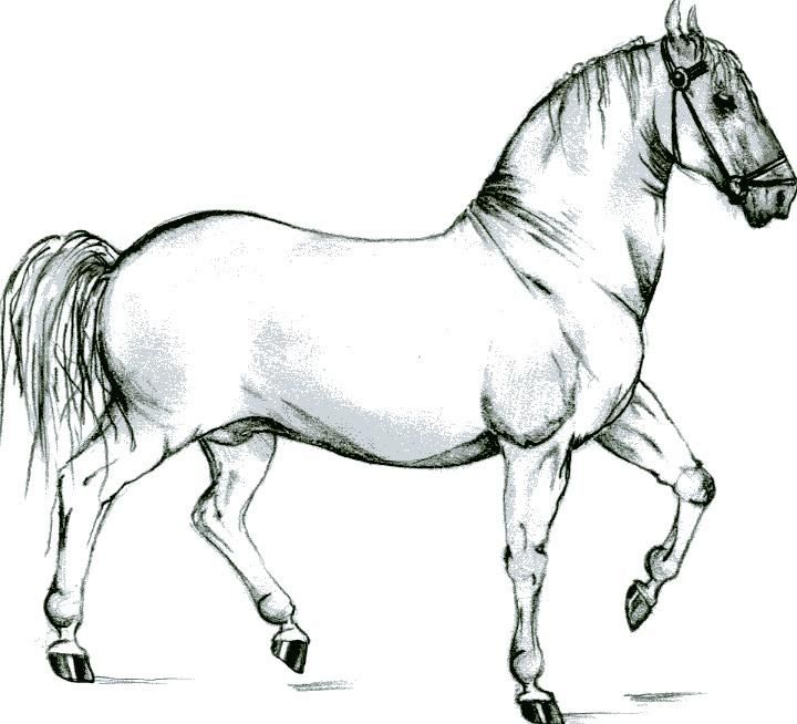 Wallpapers Art - Pencil Animals - Horses Cheval