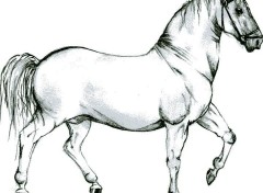 Fonds d'cran Art - Crayon Cheval