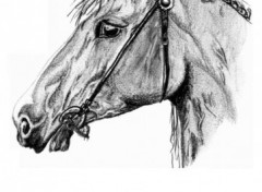 Fonds d'cran Art - Crayon Cheval