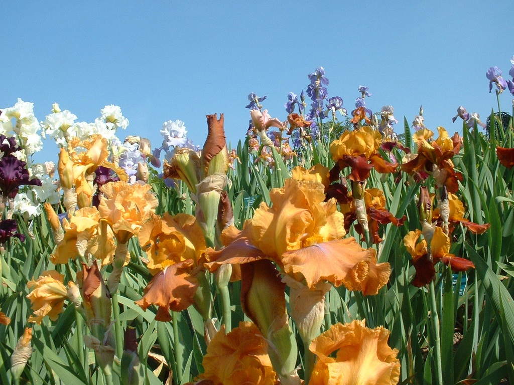 Wallpapers Nature Flowers Parc Floral de Paris