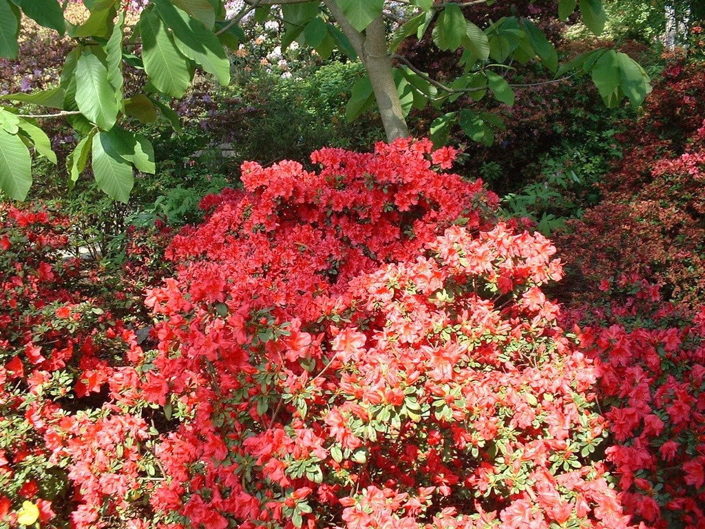 Wallpapers Nature Flowers Parc Floral de Paris