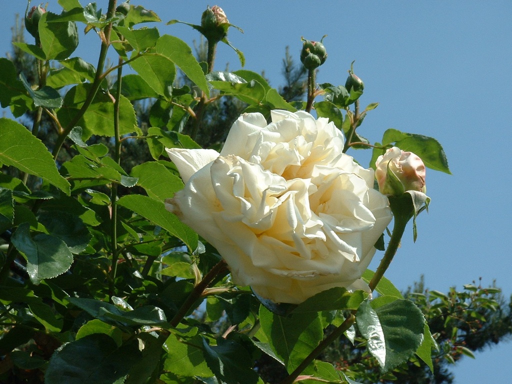 Fonds d'cran Nature Fleurs Parc Floral de Paris