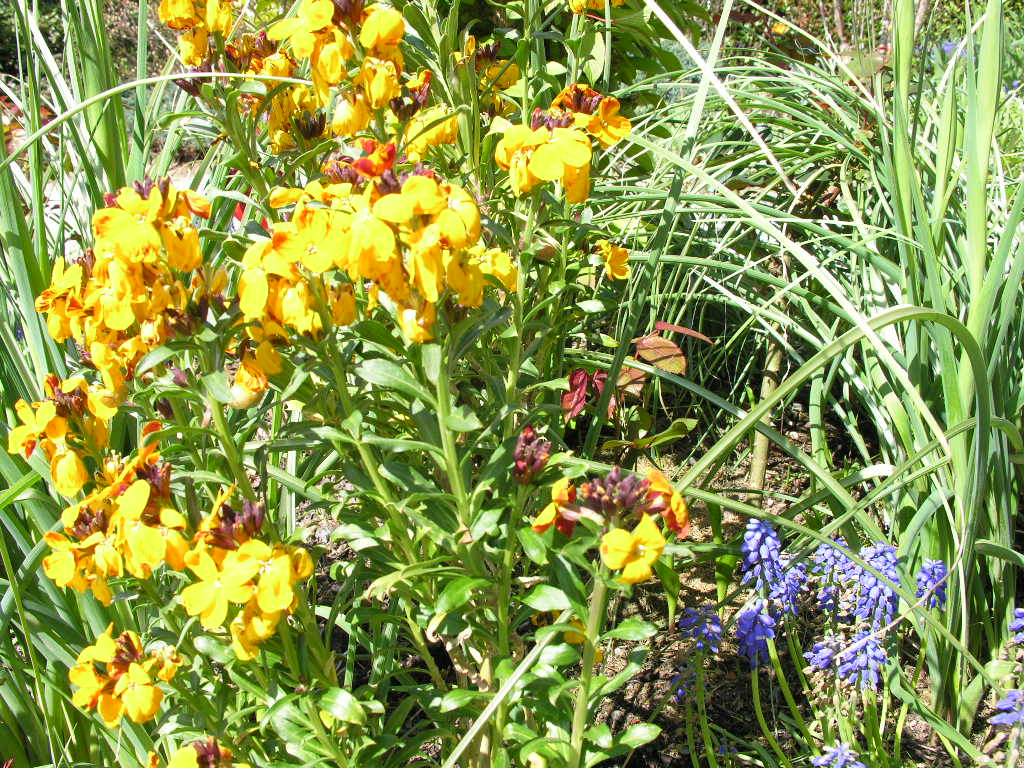 Fonds d'cran Nature Fleurs 