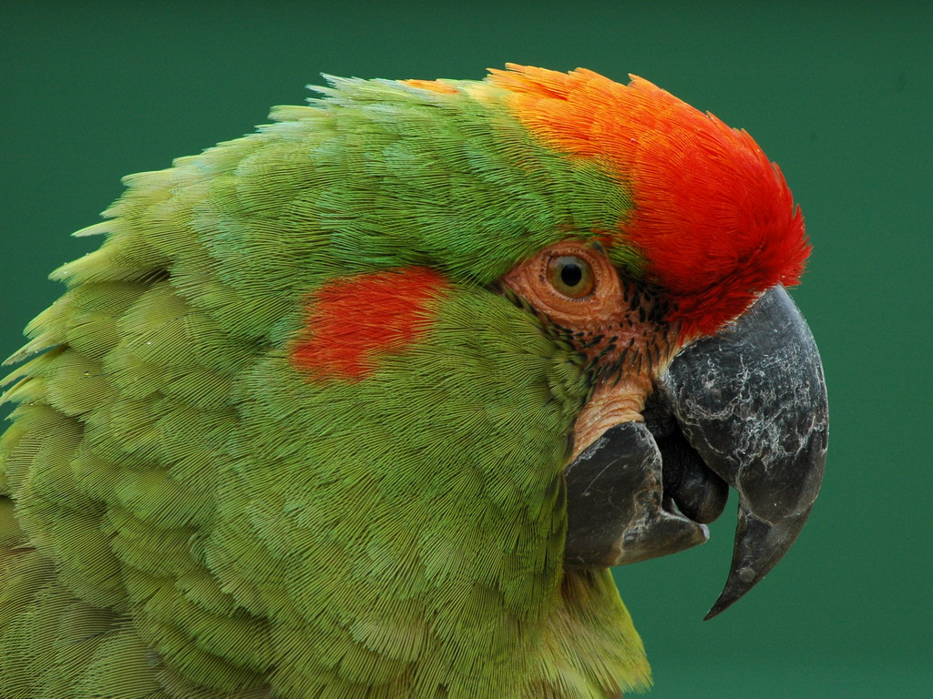 Wallpapers Animals Birds - Parrots 