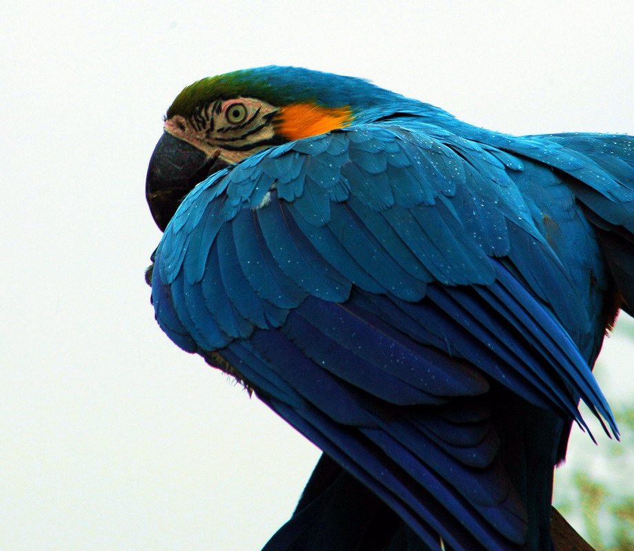 Wallpapers Animals Birds - Parrots 