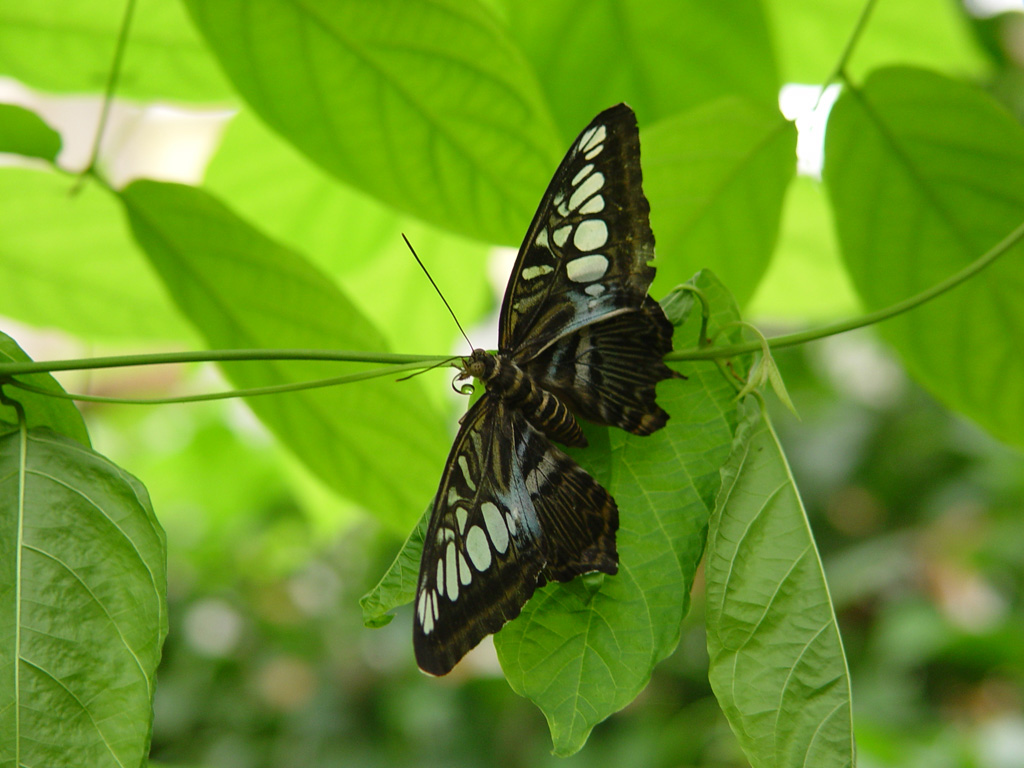 Fonds d'cran Animaux Insectes - Papillons Un peu de repos