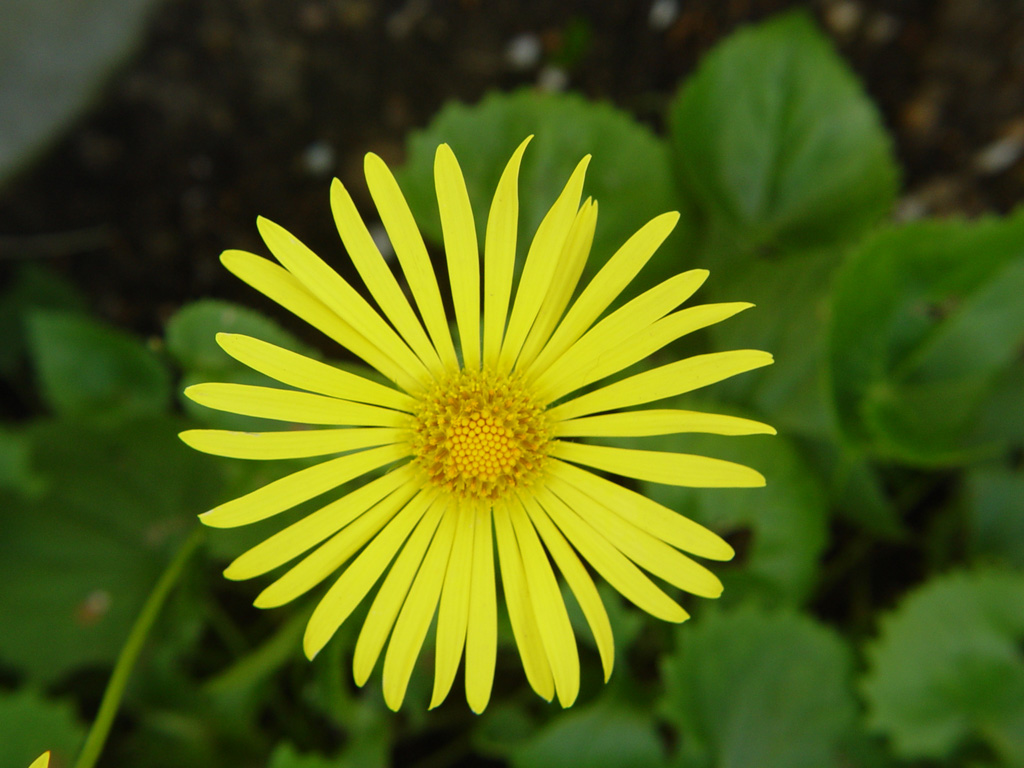 Fonds d'cran Nature Fleurs 