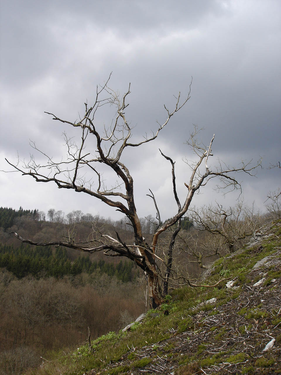 Wallpapers Nature Trees - Forests Arbre