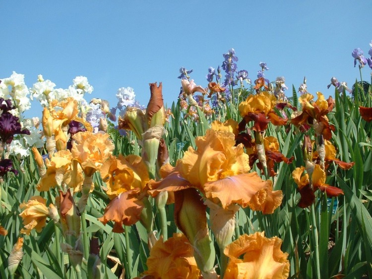 Fonds d'cran Nature Fleurs Parc Floral de Paris