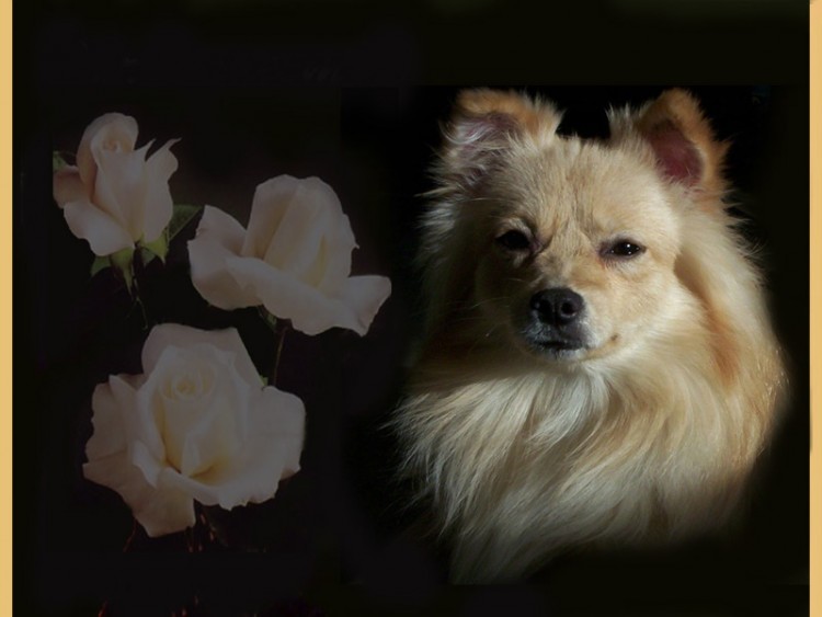 Wallpapers Animals Dogs Mambo