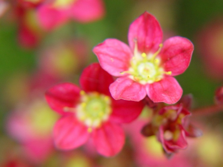 Fonds d'cran Nature Fleurs Le rouge me va bien