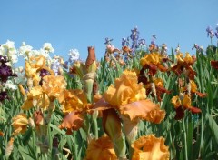 Fonds d'cran Nature Parc Floral de Paris