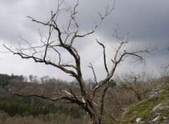 Fonds d'cran Nature Arbre