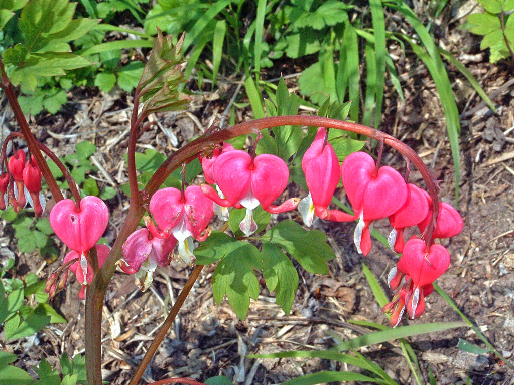 Wallpapers Nature Flowers Coeur de Marie Rose