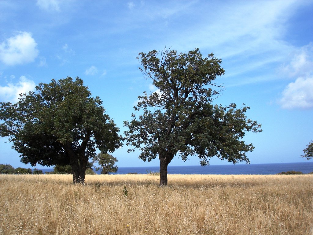 Fonds d'cran Nature Arbres - Forts Chypre