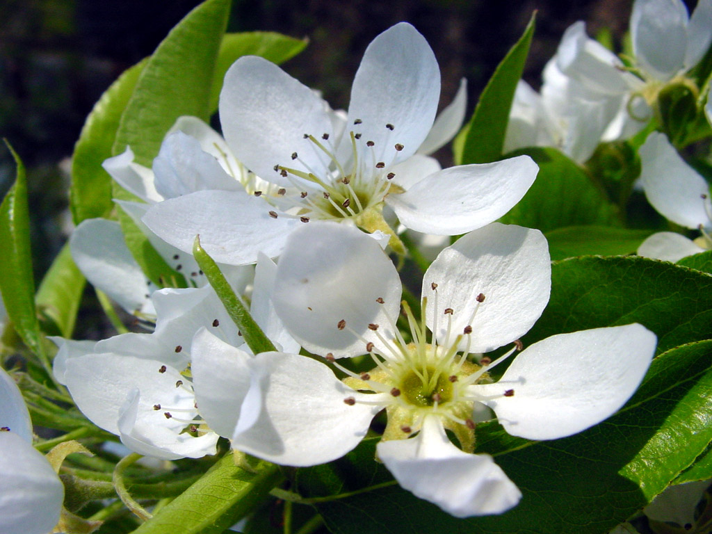 Wallpapers Nature Flowers Spring flowers