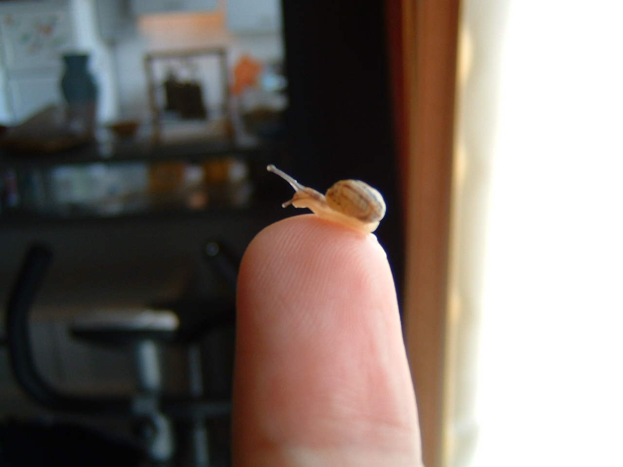 Wallpapers Animals Snails - Slugs petit escargot deviendra grand