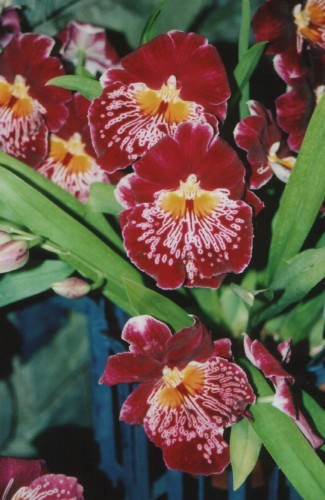 Fonds d'cran Nature Fleurs orchide