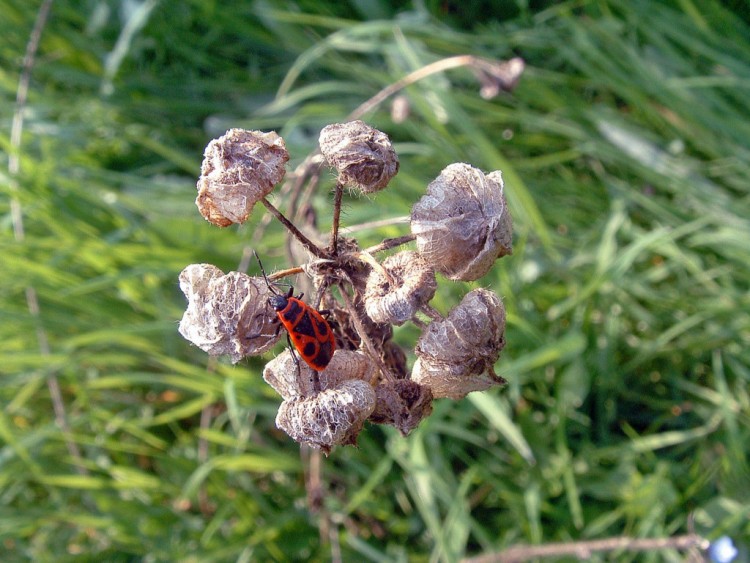 Fonds d'cran Animaux Insectes - Gendarmes Insecte au soleil...