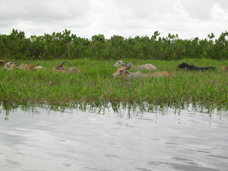 Fonds d'cran Animaux Vaches - Taureaux - Boeufs marais de Kaw