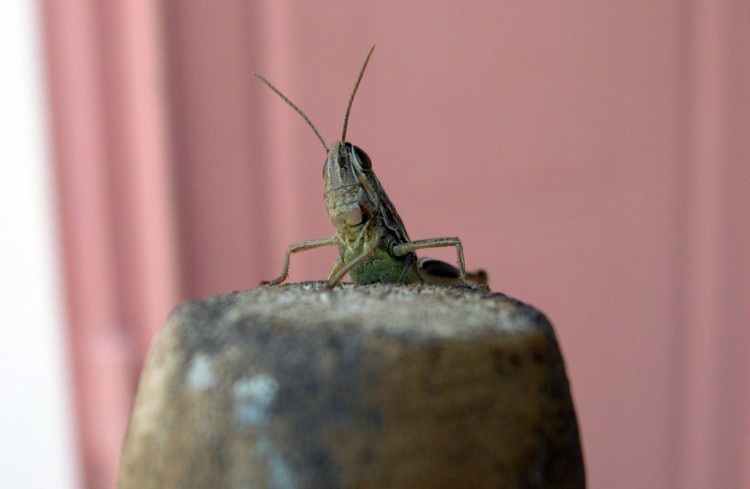 Fonds d'cran Animaux Insectes - Sauterelles et Criquets sauterelle sur un balai