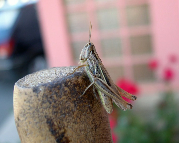 Fonds d'cran Animaux Insectes - Sauterelles et Criquets sauterelle sur un balai 2