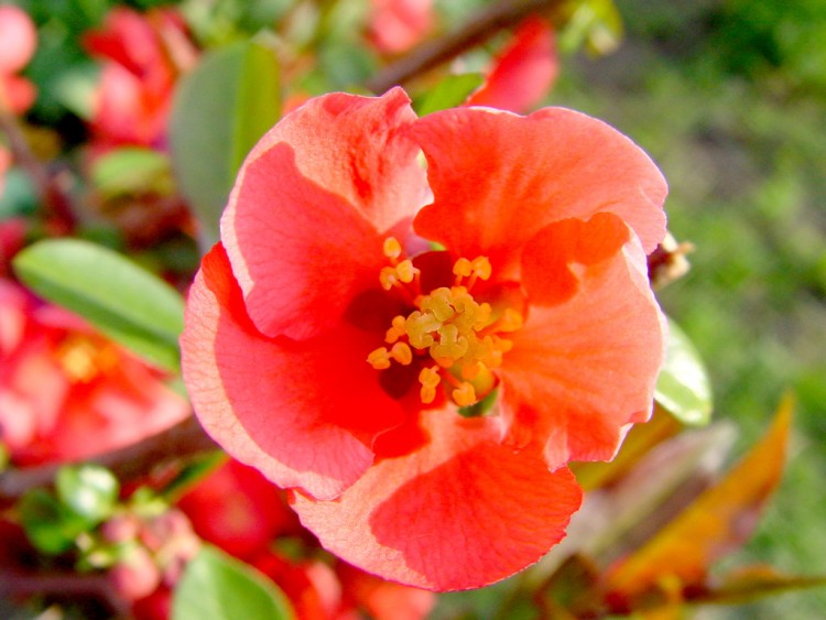 Fonds d'cran Nature Fleurs Spring flowers