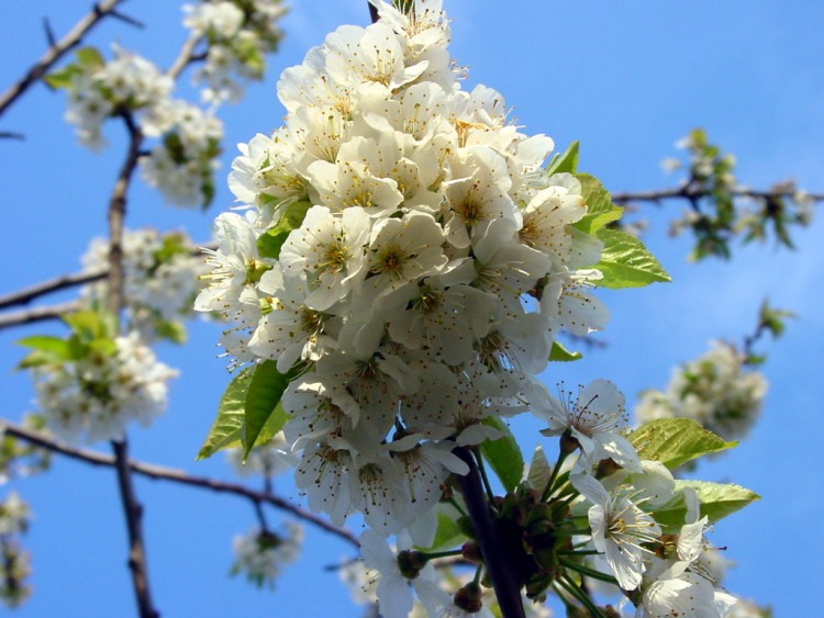 Fonds d'cran Nature Fleurs Spring flowers