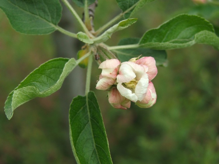 Fonds d'cran Nature Fleurs Fleur