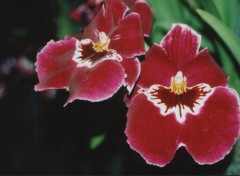 Fonds d'cran Nature orchide