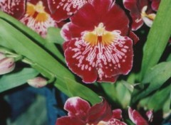 Fonds d'cran Nature orchide