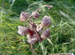 Fonds d'cran Animaux Insecte au soleil...