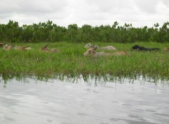 Fonds d'cran Animaux marais de Kaw