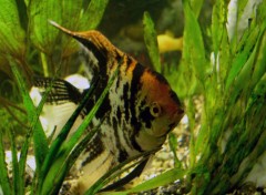 Fonds d'cran Animaux un poisson dans mon aquarium