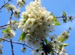 Fonds d'cran Nature Spring flowers