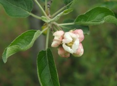 Fonds d'cran Nature Fleur