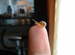 Fonds d'cran Animaux petit escargot deviendra grand