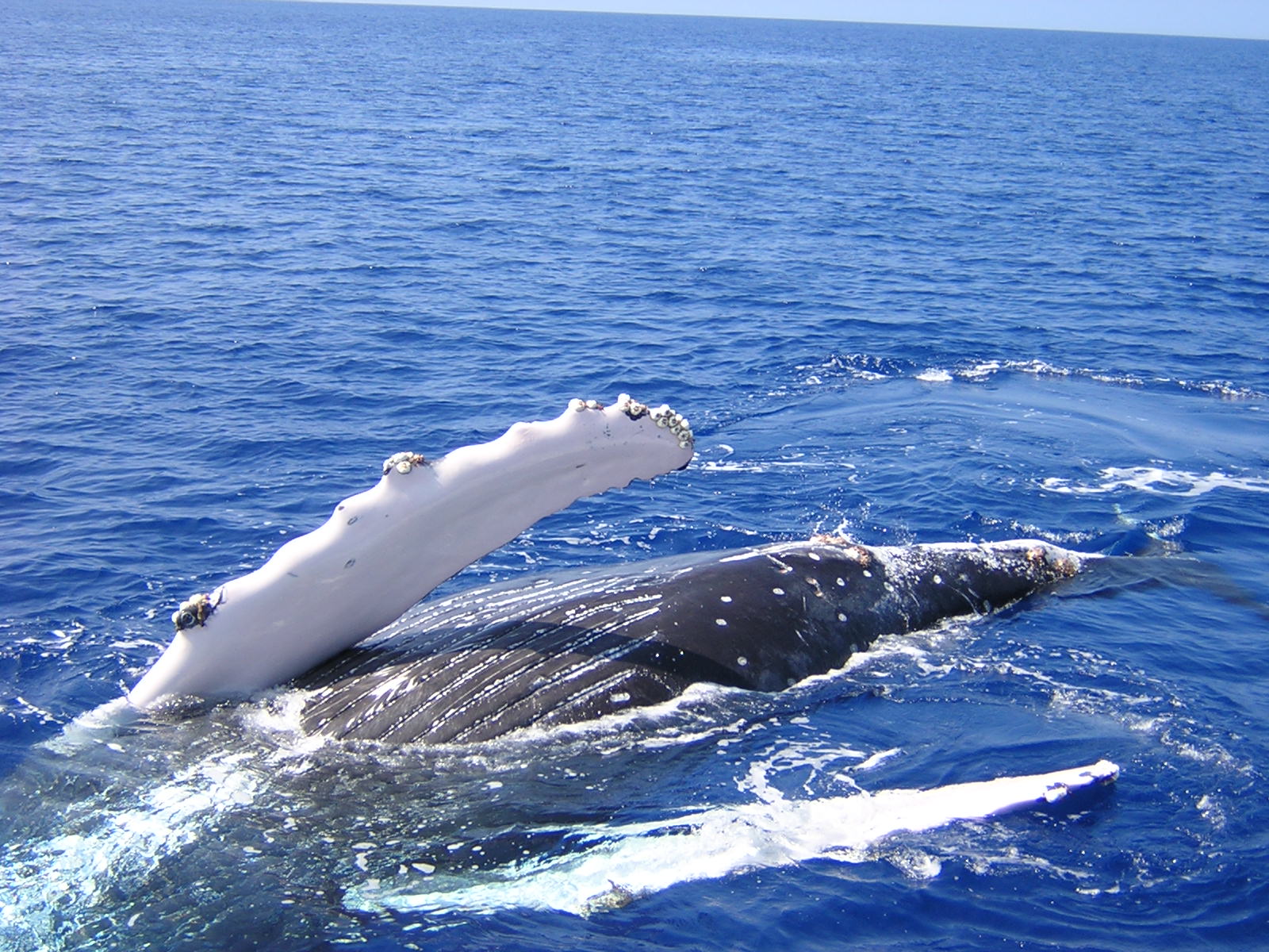 Fonds d'cran Animaux Vie marine - Baleines et Cachalots Salut!! A la prochaine...