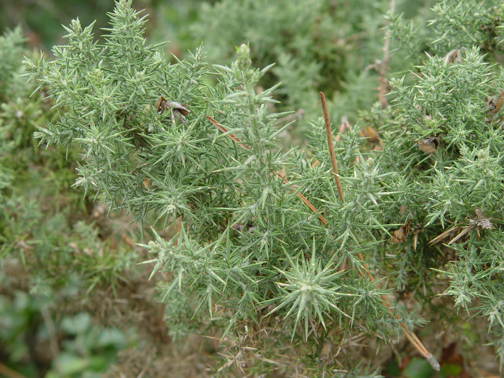 Fonds d'cran Nature Plantes - Arbustes Attention, a pique