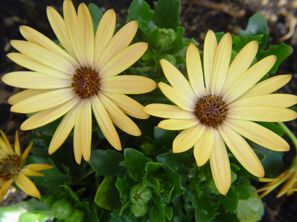 Fonds d'cran Nature Fleurs en couple, c'est mieux