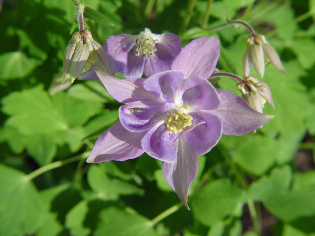 Fonds d'cran Nature Fleurs J'ouvre mon coeur