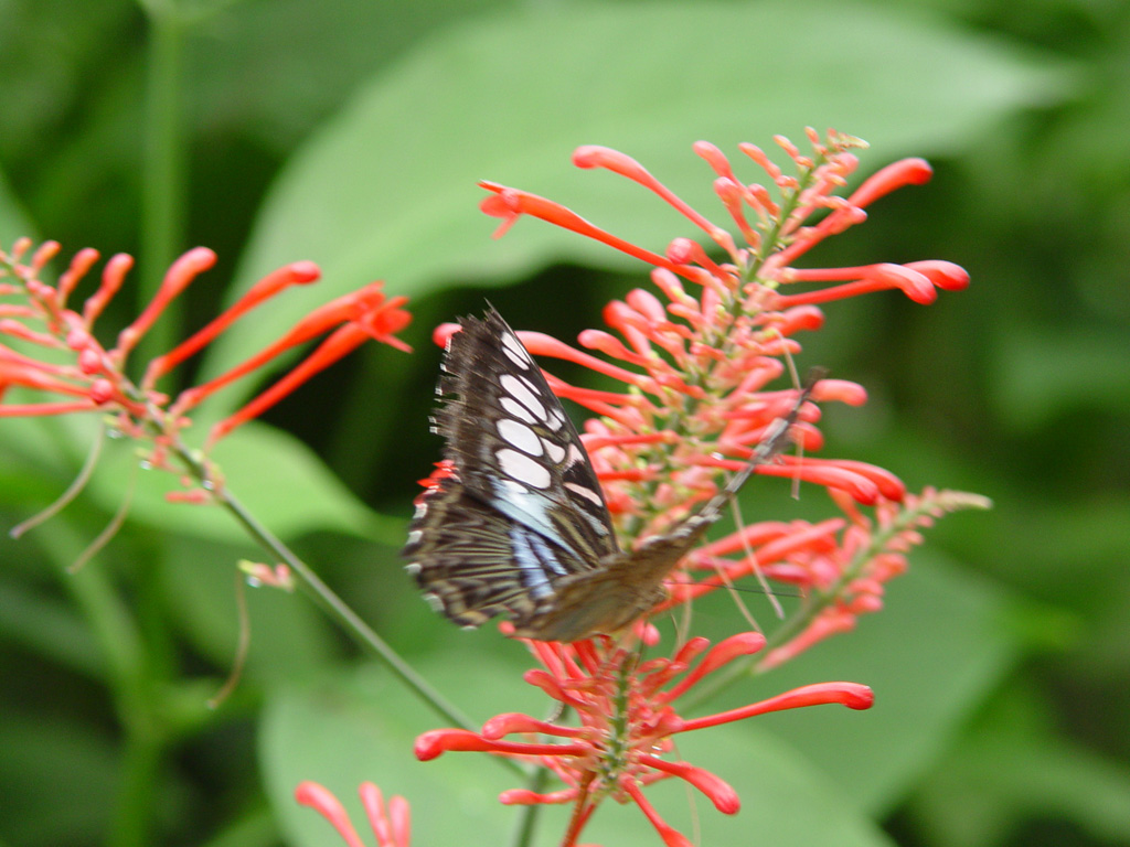 Fonds d'cran Animaux Insectes - Papillons Le rouge m'attire