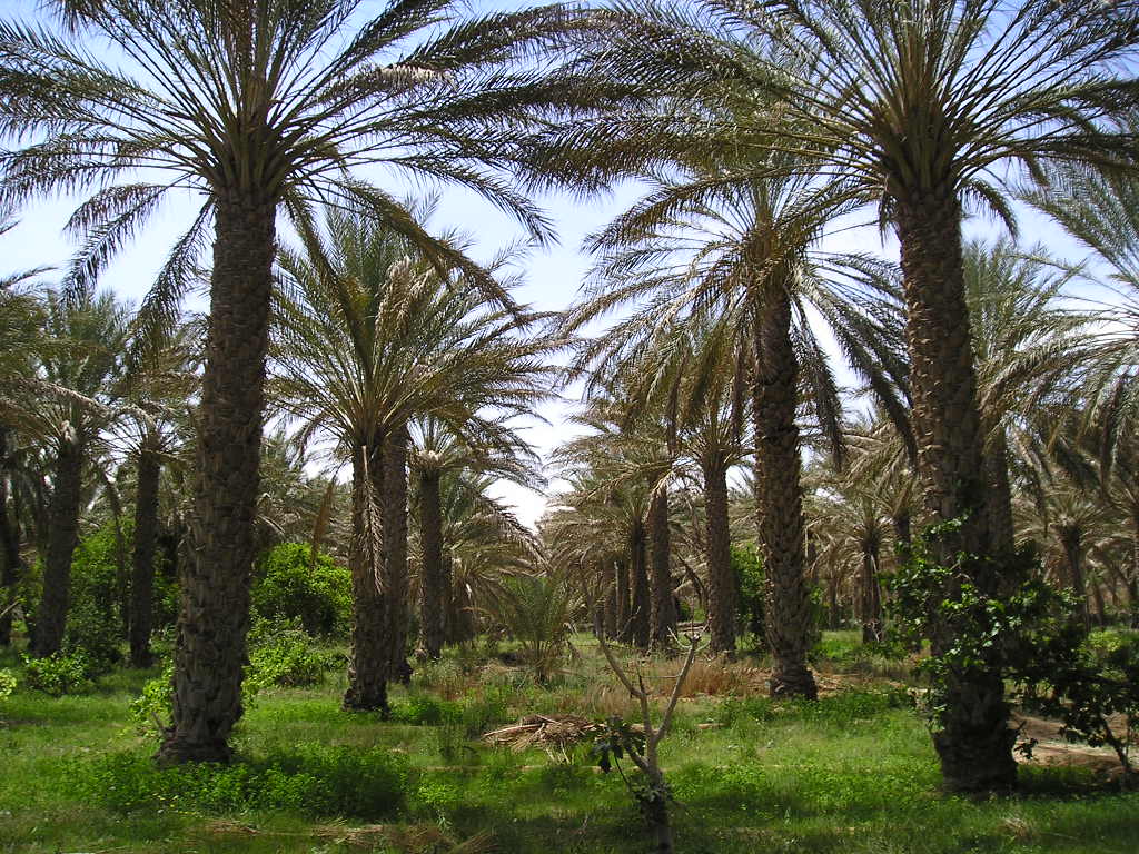 Fonds d'cran Voyages : Afrique Tunisie oasis  DOUZ