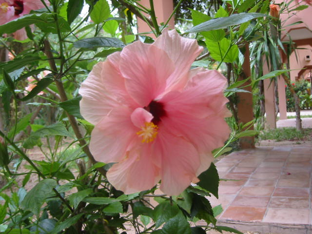 Fonds d'cran Nature Fleurs Hibiscus marocain