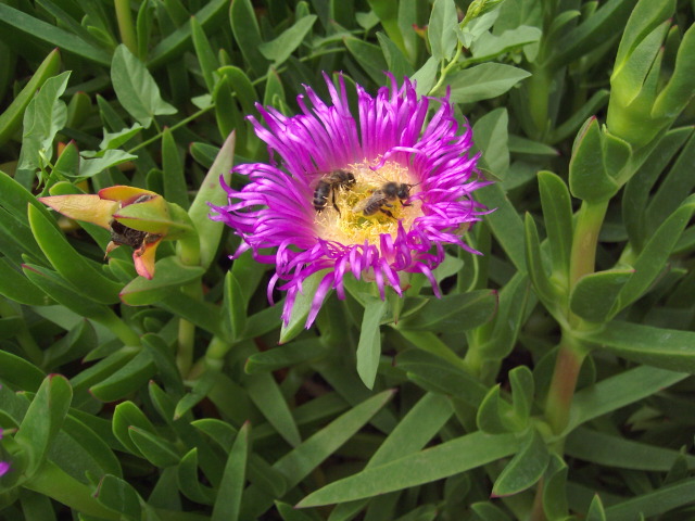 Fonds d'cran Nature Fleurs Fleur de plant grasse.