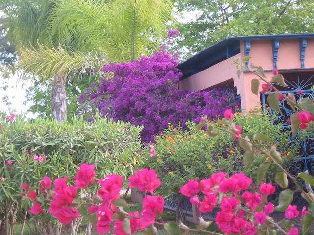 Fonds d'cran Nature Fleurs Bougainvilles sous le soleil marocain