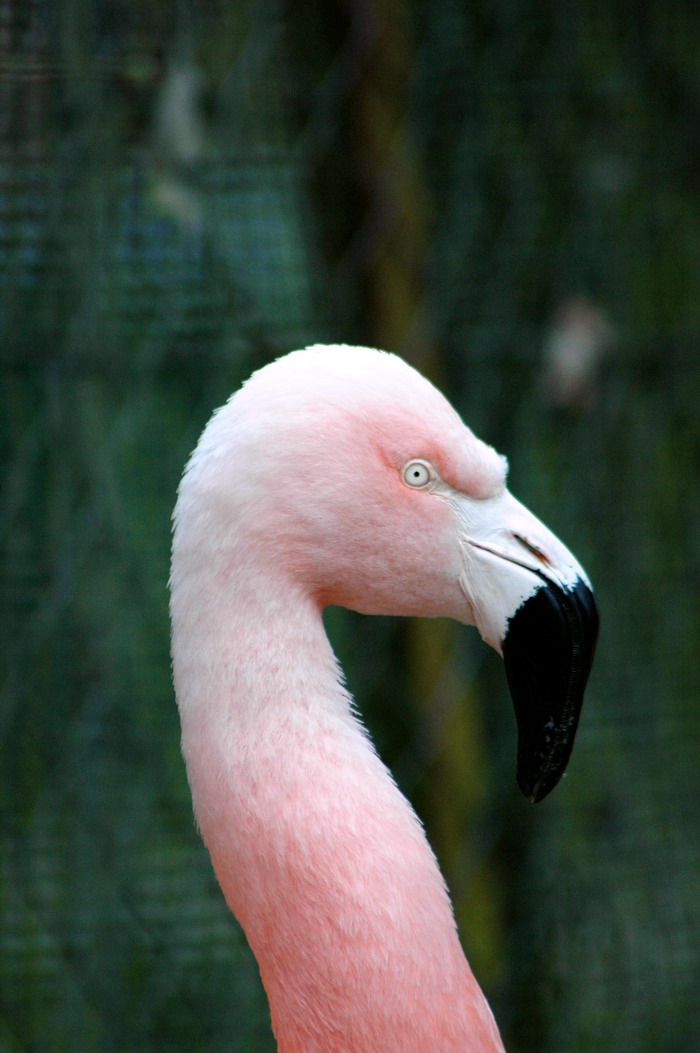 Wallpapers Animals Birds - Flamingos 