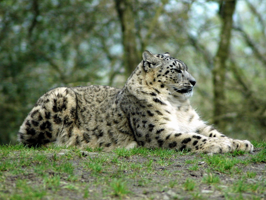 Fonds d'cran Animaux Flins - Panthres des neiges 